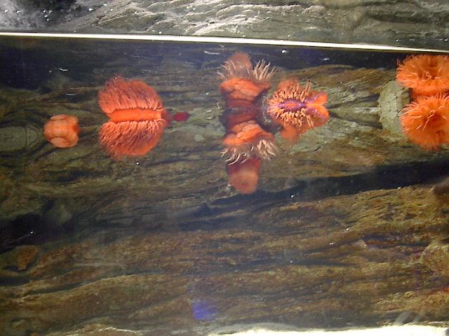Anemone