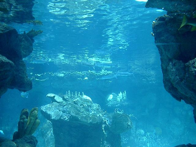 Barracuda