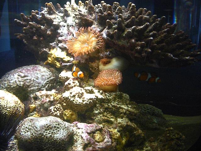 Clownfisch