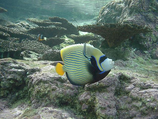 Kaiserfisch