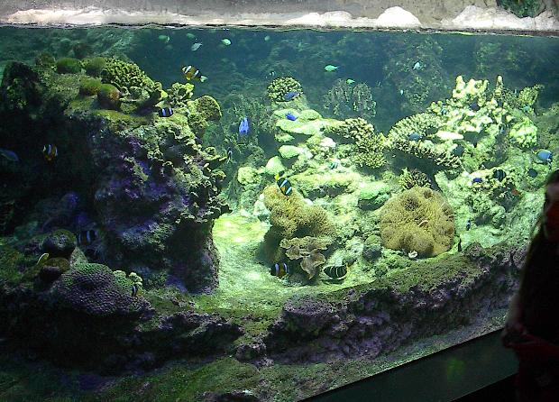 Korallenbecken