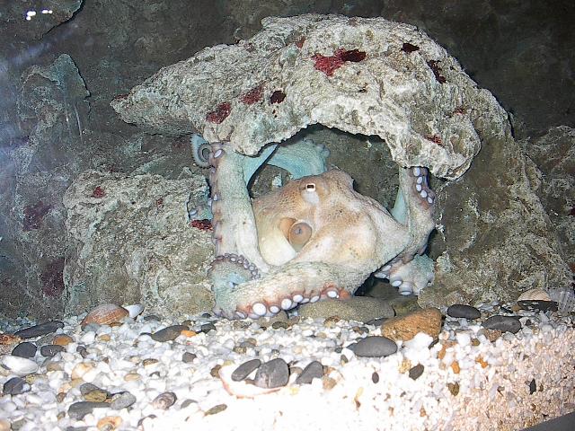 Krake