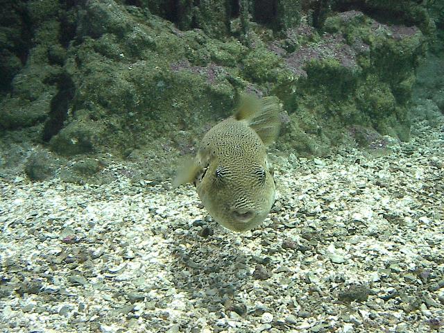 Kugelfisch