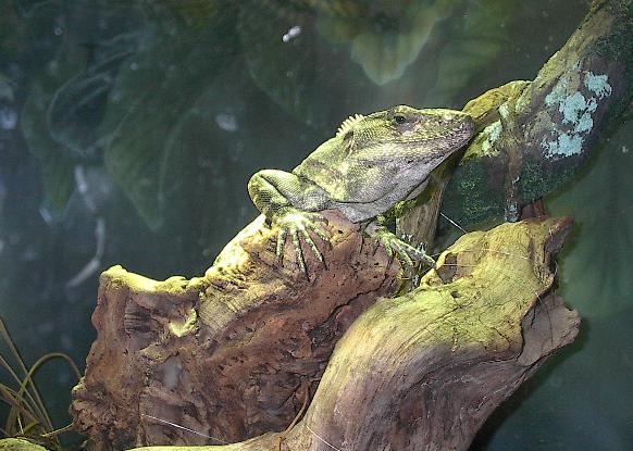 Leguan