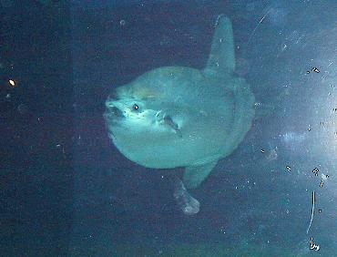 Mondfisch