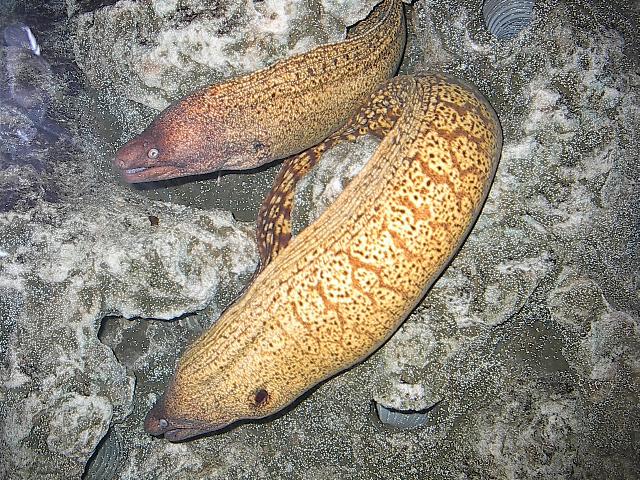 Mur&auml;nen