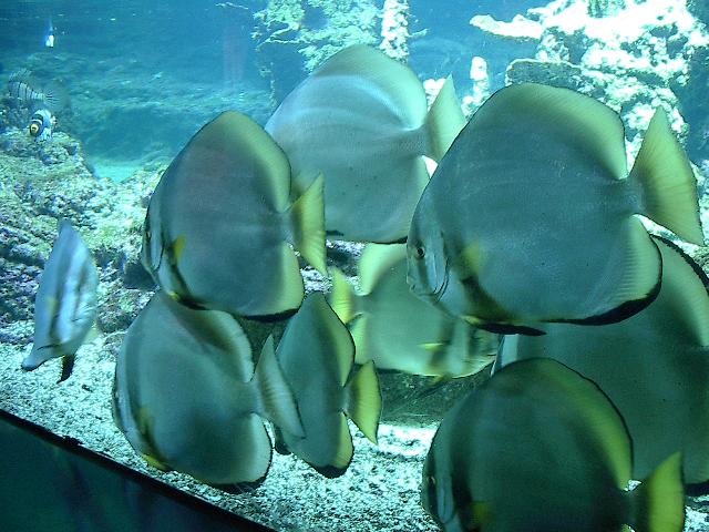 Fledermausfisch