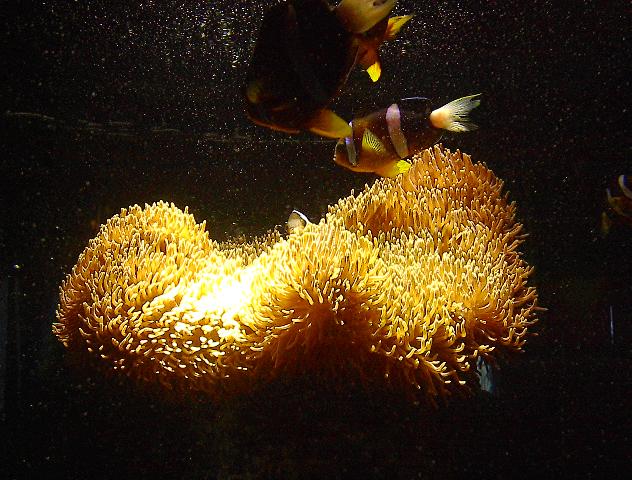 Anemonenfisch