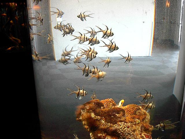 Zebrakardinalbarsch