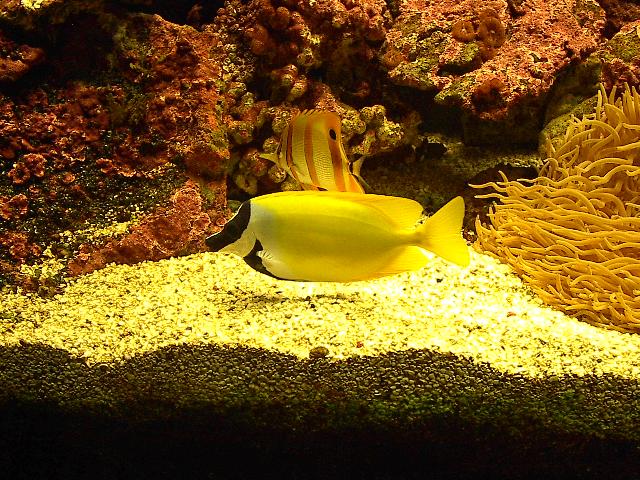 Doktorfisch