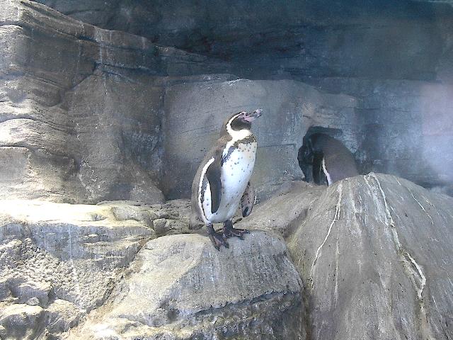 Pinguin