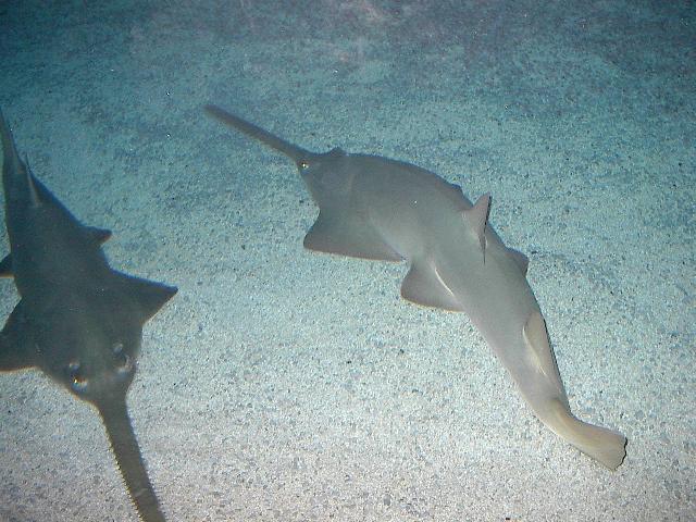 Sägefische