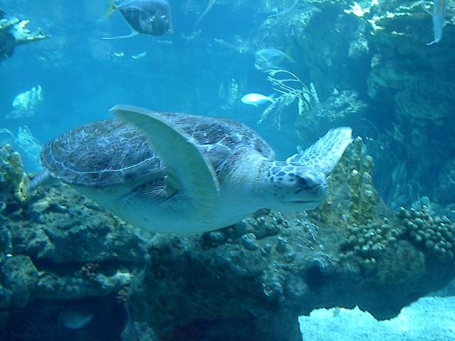 Schildkr&ouml;te