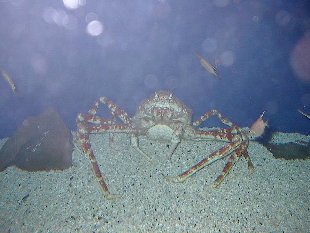 Seespinne
