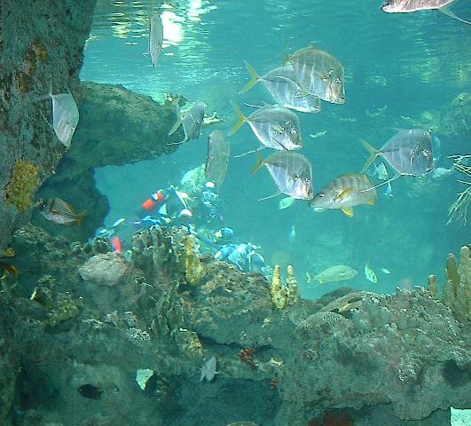 Vier Taucher im Becken